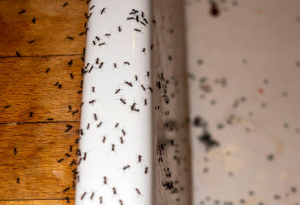 Best Flea Control Services  in Knox, IN