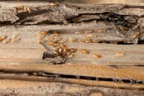 Best Affordable Pest Control Services  in Knox, IN